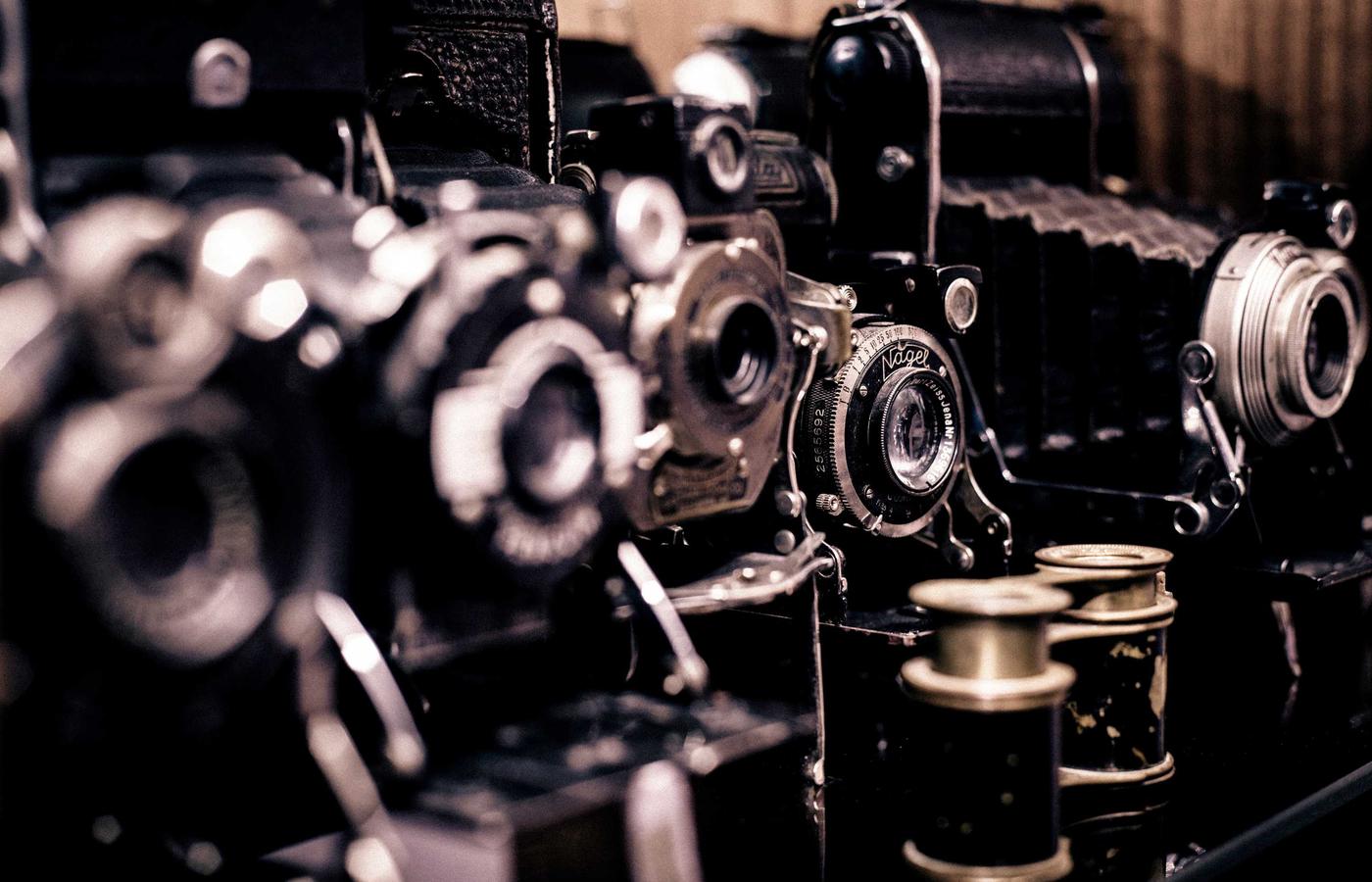 Sunlight filtering through the canopy of an old-growth boreal forest