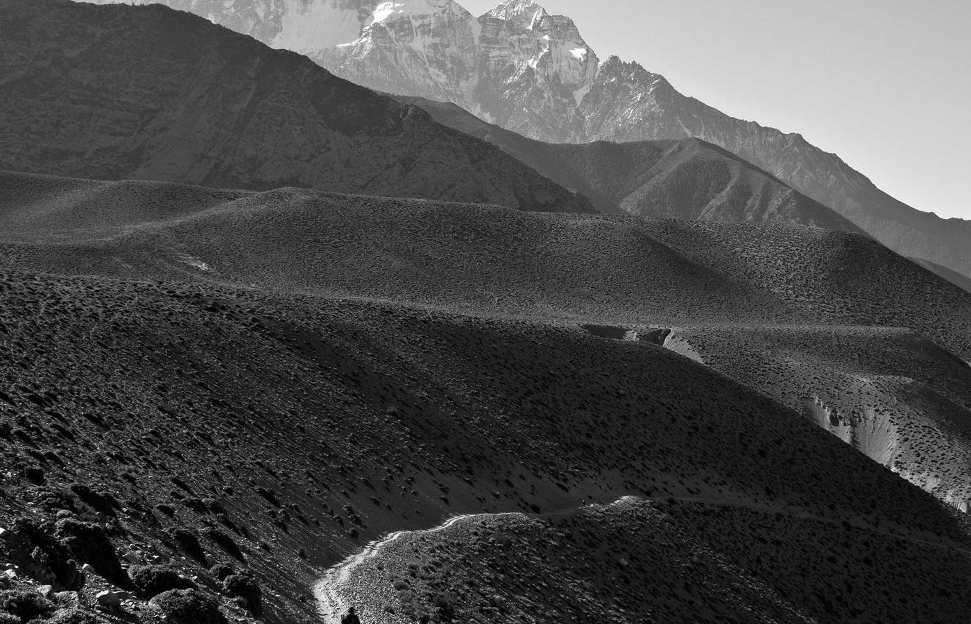 Dense boreal forest in Ontario